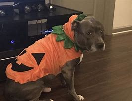 turn into a pumpkin
